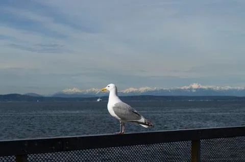 Seagull Stock Photos