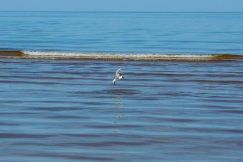 Seagull Stock Photos