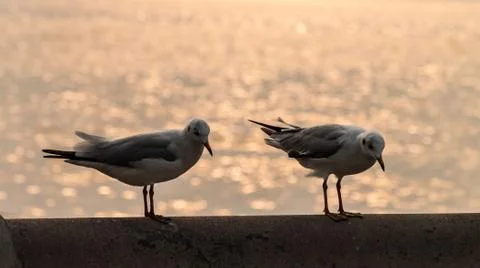 Seagull Stock Photos
