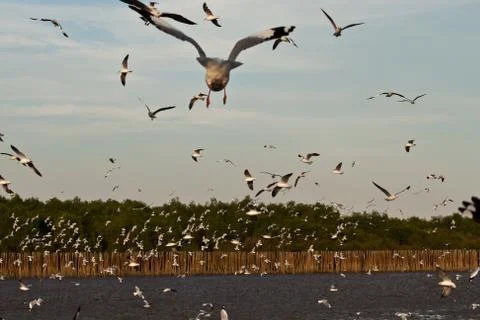 Seagull Stock Photos