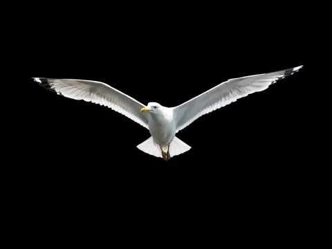 Seagull Stock Photos