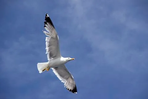 Seagull Stock Photos
