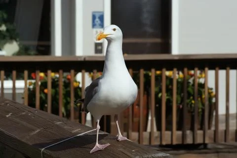 Seagull Stock Photos