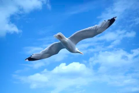 Seagull Stock Photos