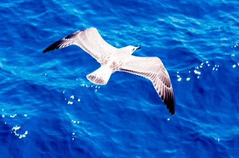 Seagull Stock Photos