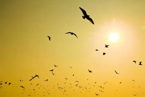 Seagull Stock Photos
