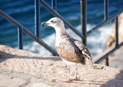 Seagull Stock Photos