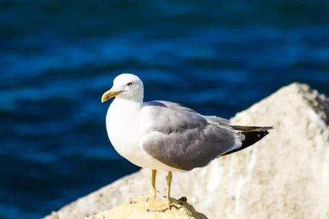 Seagull Stock Photos