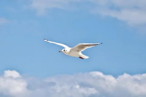 Seagull Stock Photos