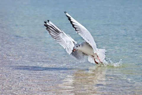 Seagull Stock Photos