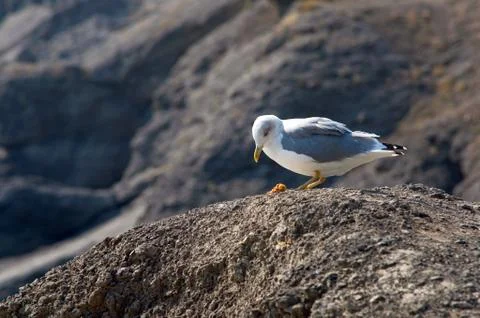 Seagull Stock Photos