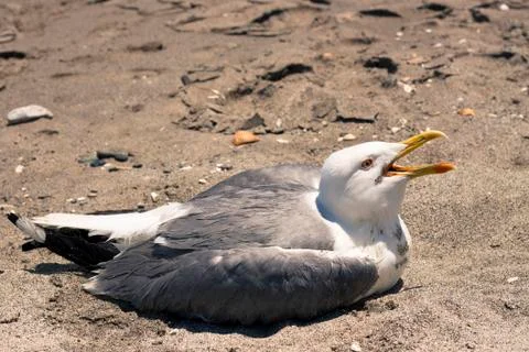 Seagull Stock Photos