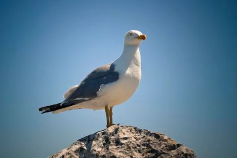 Seagull Stock Photos