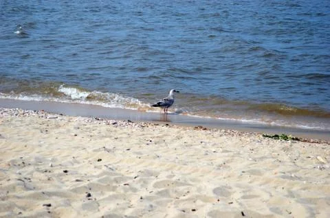 Seagull Stock Photos