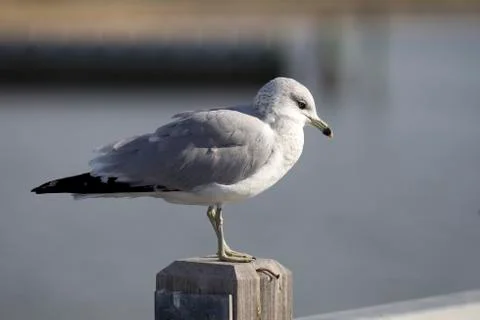 Seagull 스톡 사진