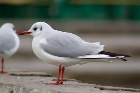 Seagull Stock Photos