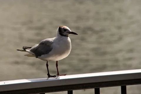 Seagull Stock Photos