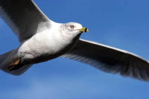 Seagull Stock Photos