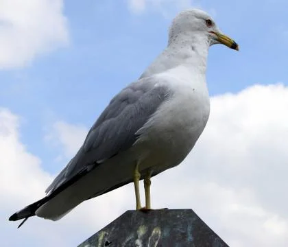 Seagull  Stock Photos