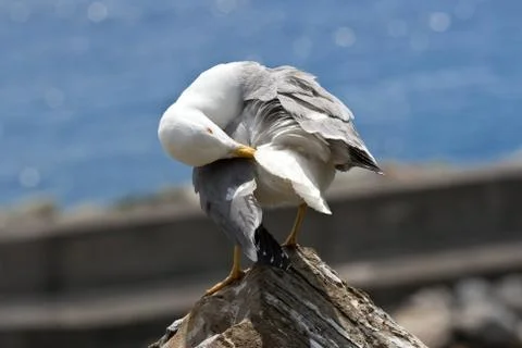 Seagull  Stock Photos