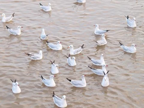 Seagull Stock Photos