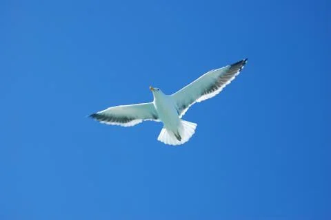 Seagull Stock Photos