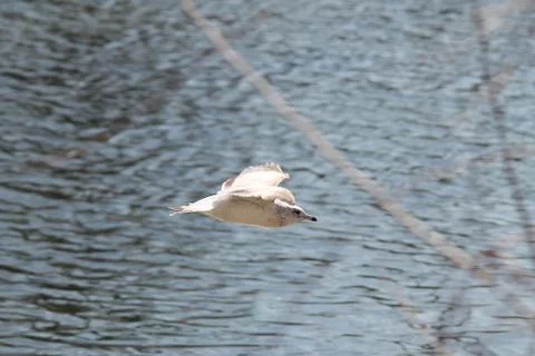 Seagull Stock Photos
