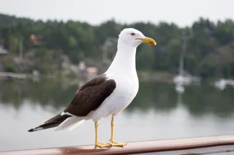 Seagull Stock Photos