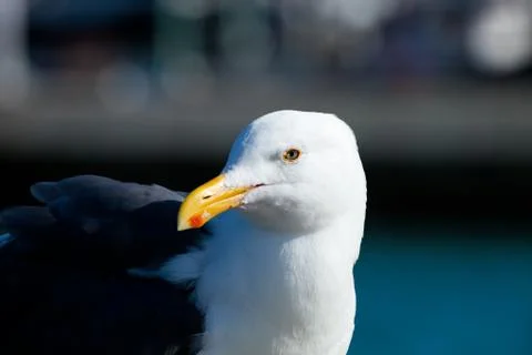 Seagull Stock Photos