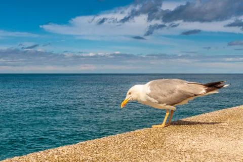 Seagull Stock Photos