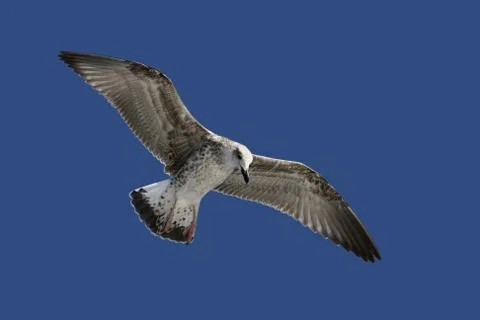 Seagull Stock Photos