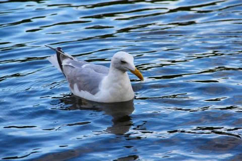Seagull Stock Photos
