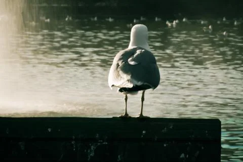 Seagull Stock Photos