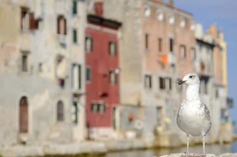 Seagull 스톡 사진