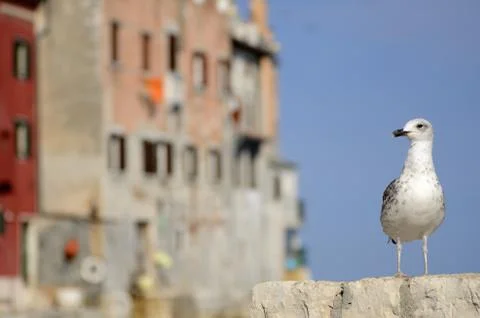 Seagull Stock Photos