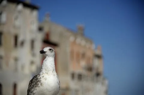 Seagull 스톡 사진