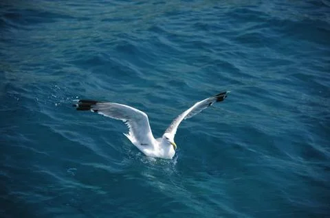 Seagull 스톡 사진