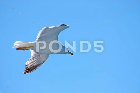 Seagull Stock Photos