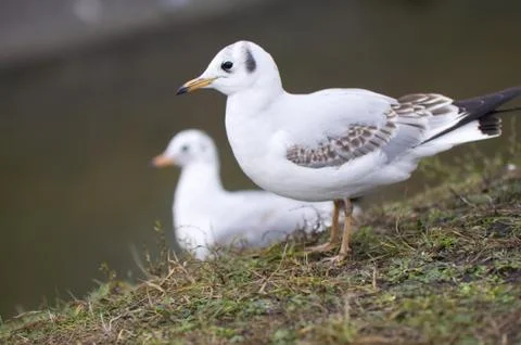 Seagull Stock Photos