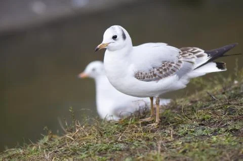 Seagull Stock Photos