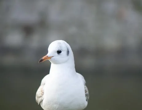 Seagull Stock Photos