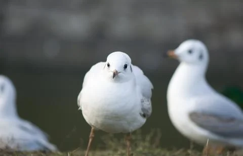 Seagull Stock Photos