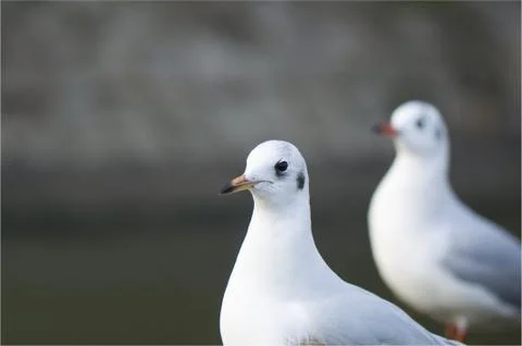Seagull Stock Photos