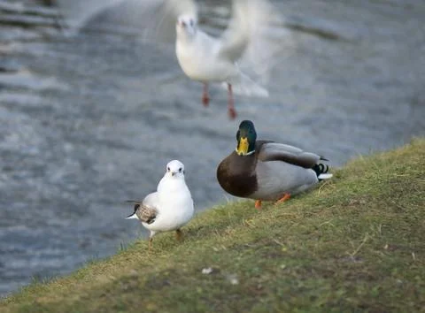 Seagull Stock Photos
