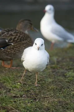 Seagull Stock Photos