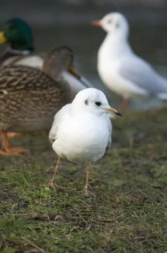 Seagull Stock Photos