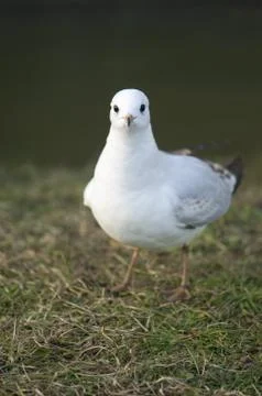 Seagull Stock Photos