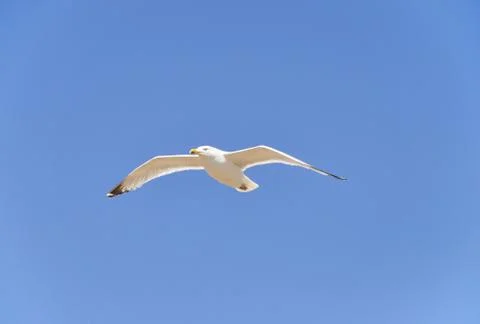A seagull 写真素材