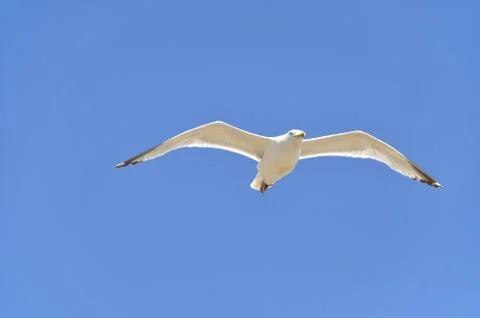 A seagull Foto stock