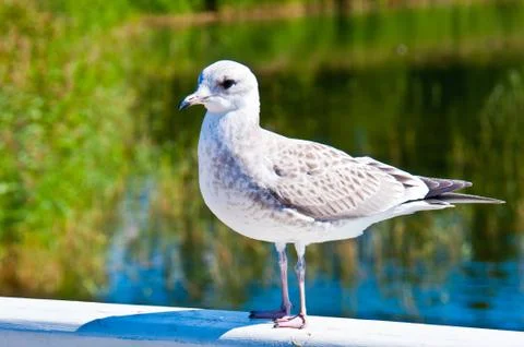 Seagull Stock Photos